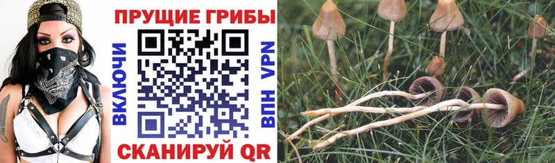 Галлюциногенные грибы Psilocybe  Лабытнанги 